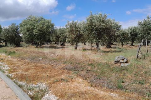 Helårsgrund i Alandroal, Evora, Alandroal - € 70.000 | Ref: UNU.I.1267.20159 - foto 7