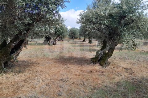 Helårsgrund i Alandroal, Evora, Alandroal - € 70.000 | Ref: UNU.I.1267.20159 - foto 10