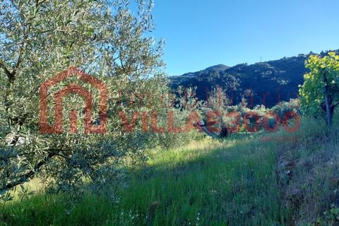 Helårsgrund i Vila Real, Vila Real, Vila Real - € 35.000 | Ref: TER_368 - foto 15