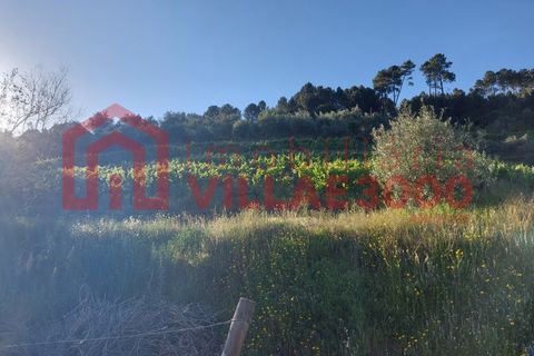 Helårsgrund i Vila Real, Vila Real, Vila Real - € 35.000 | Ref: TER_368 - foto 17