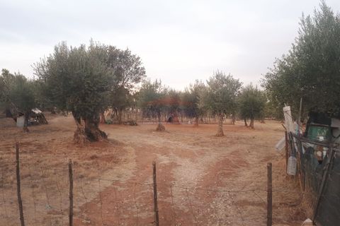 Terra a Vila Vicosa, Evora, Vila Vicosa - € 35.000 | Ref: SÒL_205 - foto 2