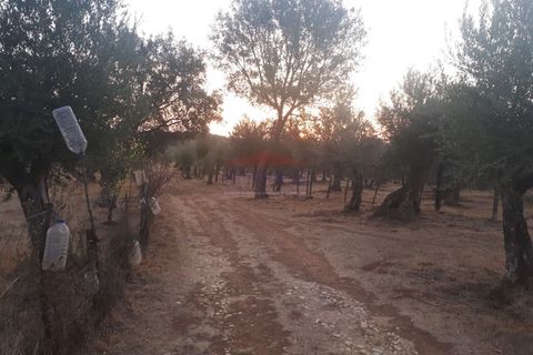 Terra a Vila Vicosa, Evora, Vila Vicosa - € 35.000 | Ref: SÒL_205 - foto 4