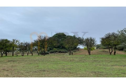 Masia a Serpa, Beja, Serpa - € 800.000 | Ref: BYS-826 - foto 13