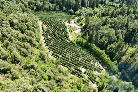 Terra a Conta, Trento, Conta - € 230.000 | Ref: 934 - foto 2