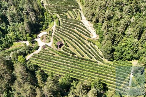 Terra a Conta, Trento, Conta - € 230.000 | Ref: 934 - foto 3
