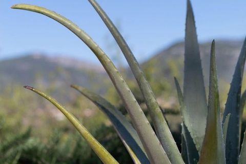 Villa a Alaro, Mallorca, Alaro - € 1.800.000 | Ref: KMT-109 - foto 7