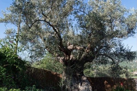 Villa a Alaro, Mallorca, Alaro - € 1.800.000 | Ref: KMT-109 - foto 9