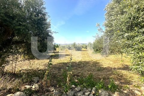 Helårsgrund i Fundao, Castelo Branco, Fundao - € 72.000 | Ref: UNU.I.2006.12348 - foto 8