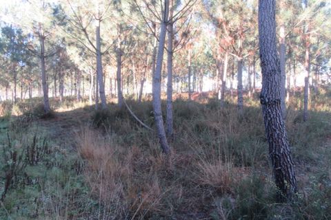 Helårsgrund i Monte Real, Leiria, Monte Real - € 330.000 | Ref: mg1741-5 - foto 7