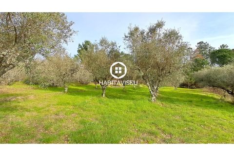 Helårsgrund i Fragosela, Viseu, Fragosela - € 115.000 | Ref: SÒL_2315 - foto 19