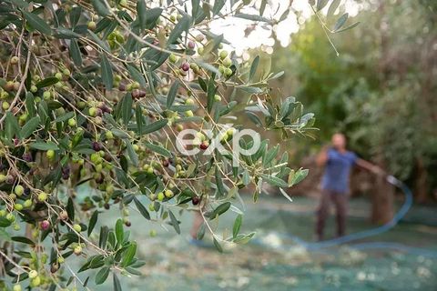 Herregård i Salve, Lecce, Salve - € 10 000 000 | Ref: BulliMasseria - foto 35