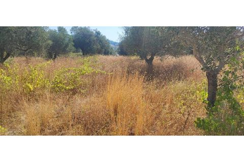 Terra a Fundao, Castelo Branco, Fundao - € 240.000 | Ref: SÒL_447 - foto 29