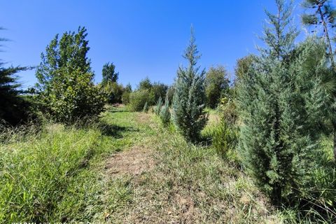 Farm i Ladoeiro, Castelo Branco, Ladoeiro - € 280.000 | Ref: MAS_369 - foto 15
