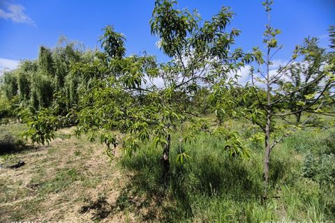 Farm i Ladoeiro, Castelo Branco, Ladoeiro - € 280.000 | Ref: MAS_369 - foto 19