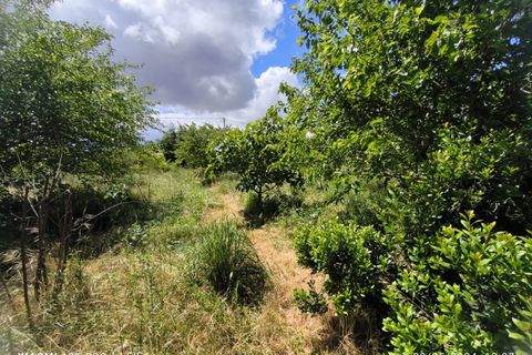 Farm i Ladoeiro, Castelo Branco, Ladoeiro - € 280.000 | Ref: MAS_369 - foto 20