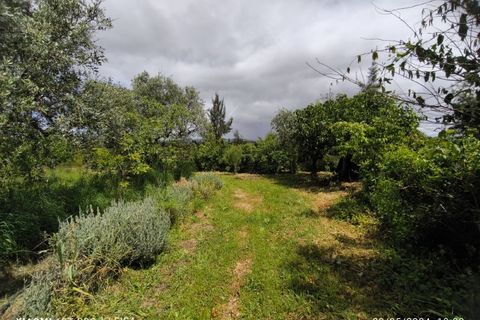 Farm i Ladoeiro, Castelo Branco, Ladoeiro - € 280.000 | Ref: MAS_369 - foto 22