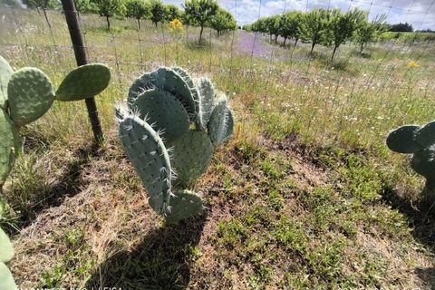 Farm i Ladoeiro, Castelo Branco, Ladoeiro - € 280.000 | Ref: MAS_369 - foto 31