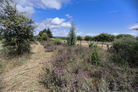 Farm i Ladoeiro, Castelo Branco, Ladoeiro - € 280.000 | Ref: MAS_369 - foto 33