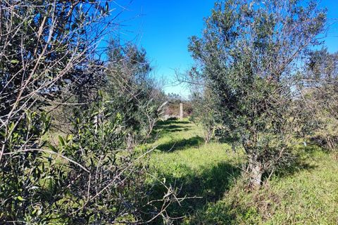 Helårsgrund i Escalos de Cima e Lousa, Castelo Branco, Escalos de Cima e Lousa - € 9.500 | Ref: SÒL_270 - foto 4