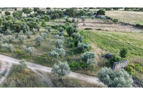 Helårsgrund i Escalos de Cima e Lousa, Castelo Branco, Escalos de Cima e Lousa - € 19.000 | Ref: SÒL_395 - foto 15