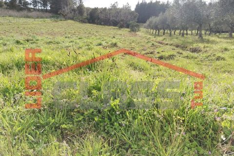 Terra em Vila Flor, Braganca, Vila Flor - € 12.500 | Ref: SÒL_1228 - foto 1