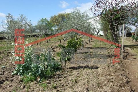Villa i Mirandela, Braganca, Mirandela - € 245.000 | Ref: 0718 - foto 23
