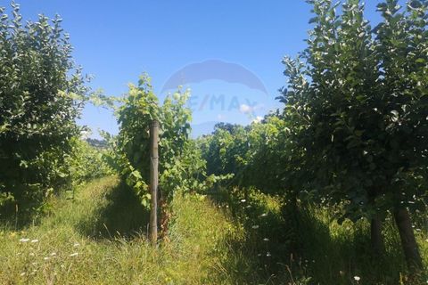 Helårsgrund i Arcos de Valdevez, Viana do Castelo, Arcos de Valdevez - € 82.000 | Ref: 1040-37 - foto 5