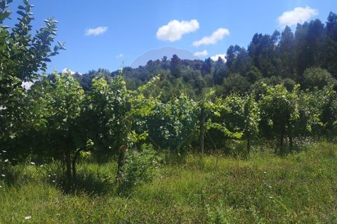 Helårsgrund i Arcos de Valdevez, Viana do Castelo, Arcos de Valdevez - € 82.000 | Ref: 1040-37 - foto 6