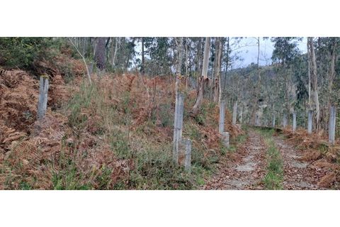 Helårsgrund i Arcos de Valdevez, Viana do Castelo, Arcos de Valdevez - € 46.000 | Ref: 123721084-65 - foto 21