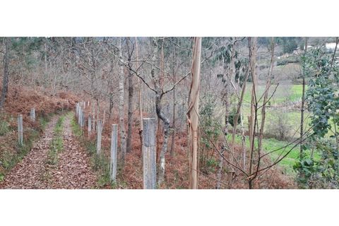 Helårsgrund i Arcos de Valdevez, Viana do Castelo, Arcos de Valdevez - € 46.000 | Ref: 123721084-65 - foto 24