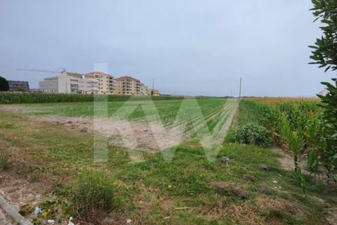 Helårsgrund i Vagos, Aveiro, Vagos - € 1.200.000 | Ref: 2198-2084 - foto 4