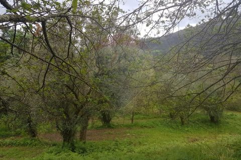 Farm i Arcos de Valdevez, Viana do Castelo, Arcos de Valdevez - € 400.000 | Ref: 126371012-17 - foto 13