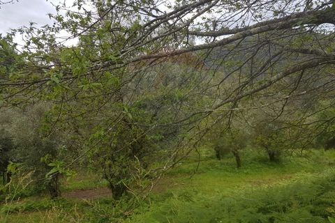 Farm i Arcos de Valdevez, Viana do Castelo, Arcos de Valdevez - € 400.000 | Ref: 126371012-17 - foto 17