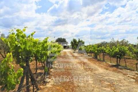 Haus in Alpiarca, Santarem, Alpiarca - € 350.000 | Ref: 12262 - Foto 18