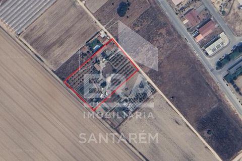 Haus in Alpiarca, Santarem, Alpiarca - € 350.000 | Ref: 12262 - Foto 24
