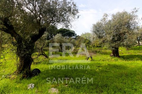 Helårsgrund i Chamusca, Santarem, Chamusca - € 120.000 | Ref: 12156 - foto 7