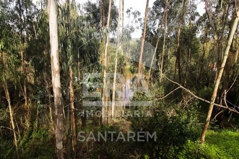 Helårsgrund i Chamusca, Santarem, Chamusca - € 120.000 | Ref: 12156 - foto 13