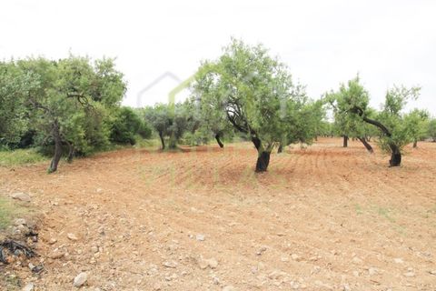 Helårsgrund i Estoi, Faro, Estoi - € 460.000 | Ref: TER_2275_VEND - foto 2