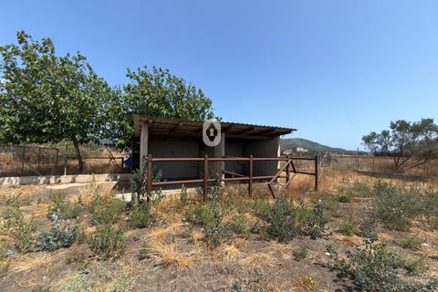 Tomt i Sa Pobla, Mallorca, Sa Pobla - € 105 000 | Ref: P002970/10684 - foto 8