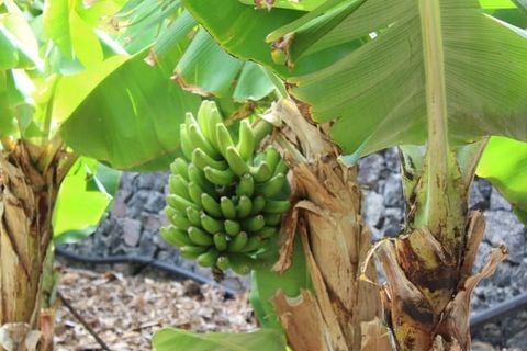 Finca i Arafo, Tenerife, Arafo - € 850.000 | Ref: rh32278 - foto 9