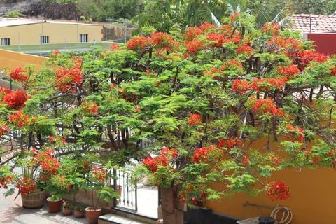 Finca i Arafo, Tenerife, Arafo - € 850.000 | Ref: rh32278 - foto 10