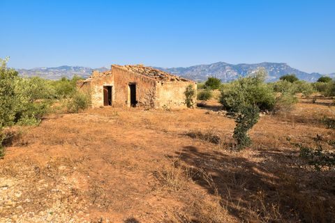 Finca i Santa Barbara, Tarragona, Santa Barbara - € 20.000 | Ref: 242 - foto 3