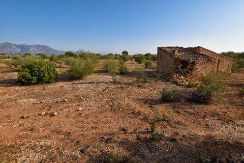 Finca i Santa Barbara, Tarragona, Santa Barbara - € 20.000 | Ref: 242 - foto 6