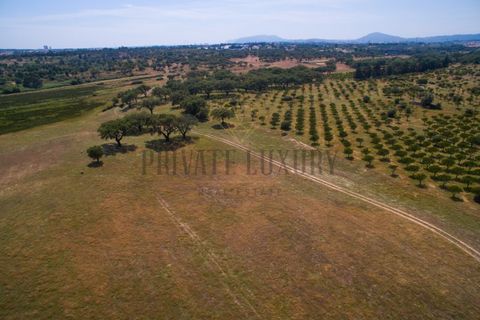 Tomt i Ermidas do Sado, Setubal, Ermidas do Sado - € 8 500 000 | Ref: 8693 - foto 7