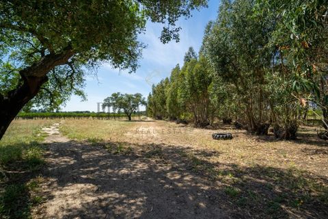 Tomt i Ermidas do Sado, Setubal, Ermidas do Sado - € 8 500 000 | Ref: 8693 - foto 9