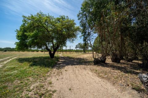 Tomt i Ermidas do Sado, Setubal, Ermidas do Sado - € 8 500 000 | Ref: 8693 - foto 14