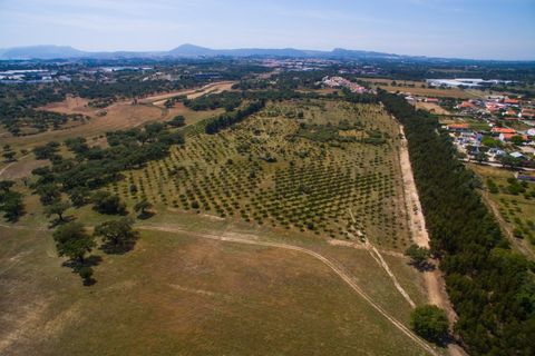 Tomt i Ermidas do Sado, Setubal, Ermidas do Sado - € 8 500 000 | Ref: 8693 - foto 29