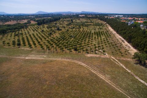 Tomt i Ermidas do Sado, Setubal, Ermidas do Sado - € 8 500 000 | Ref: 8693 - foto 30