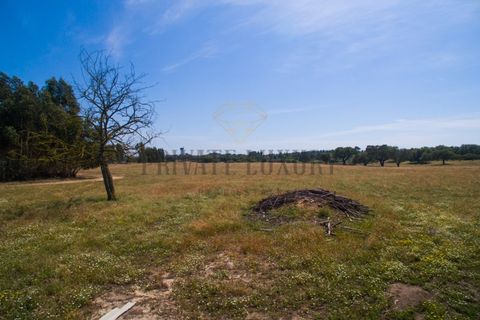 Tomt i Ermidas do Sado, Setubal, Ermidas do Sado - € 8 500 000 | Ref: 8693 - foto 32
