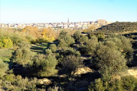 Finca i Maella, Zaragoza, Maella - € 18.000 | Ref: 0648 - foto 13